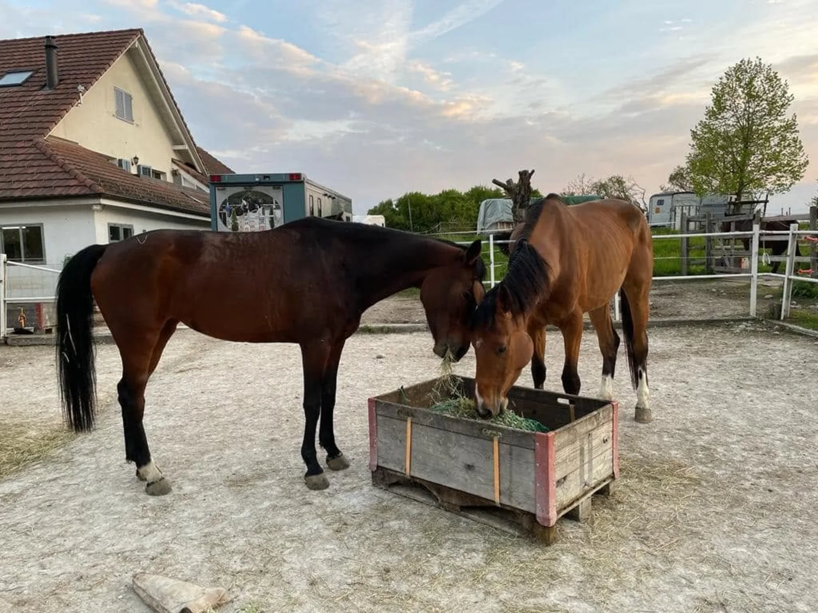 Trockenpaddock und Heuraufe – Team Steffen Zwei Pferde fressen Heu aus der Raufe auf dem Trockenpaddock in der Abenddämmerung