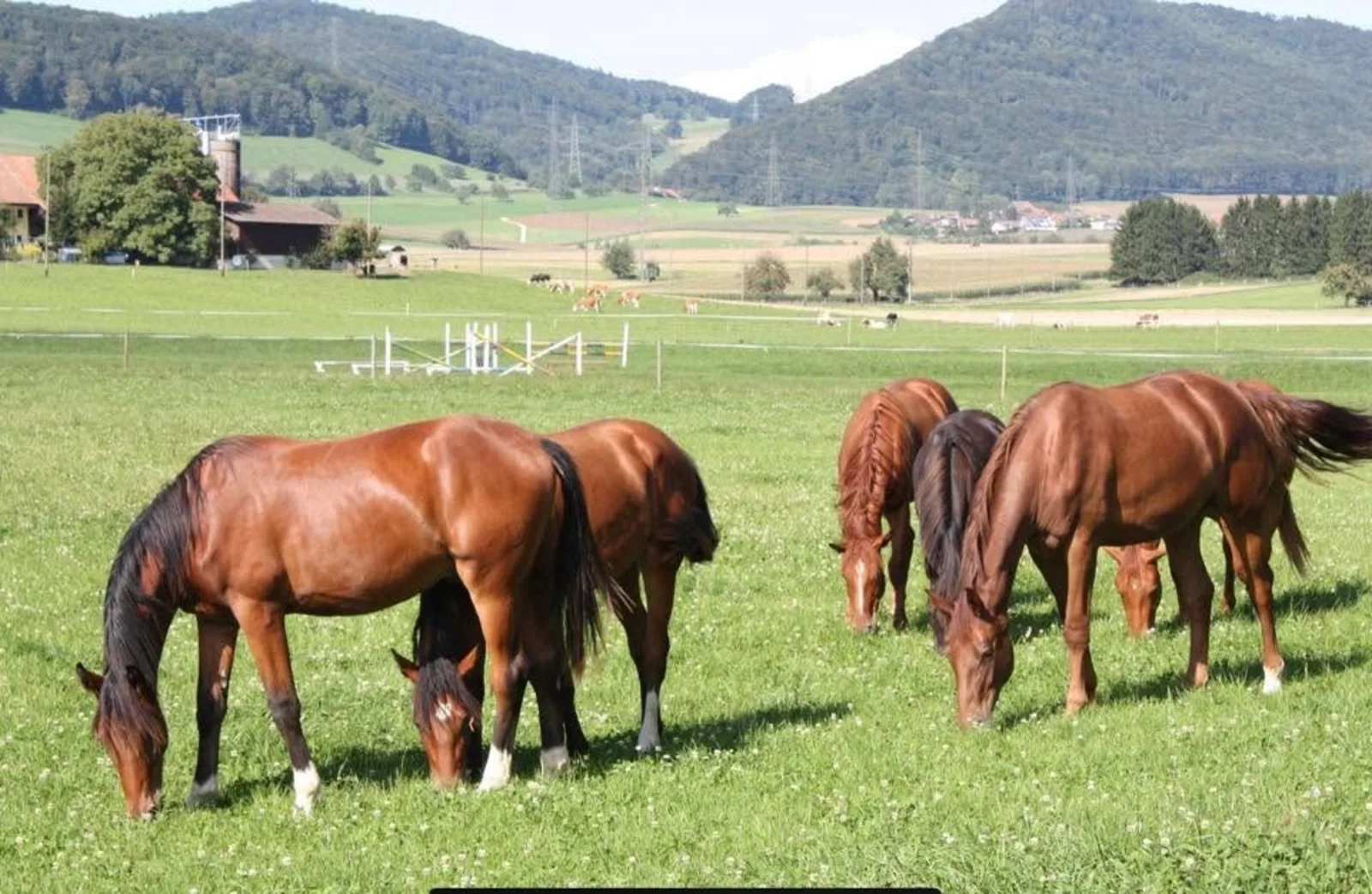 Weidegang beim Reitsportzentrum Team Steffen Pferdegruppe auf der Weide vor dem Jurahügelzug bei Aarau